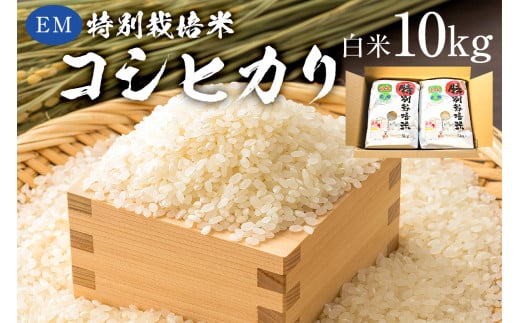 【2025年9月1日以降発送予定】白米 EM特別栽培米こしひかり10kg(5kg×2袋)【2025年産】 mi0068-0005【お米 精米 白米 こしひかり コシヒカリ おにぎり】千葉県南房総市42500米・パン白米