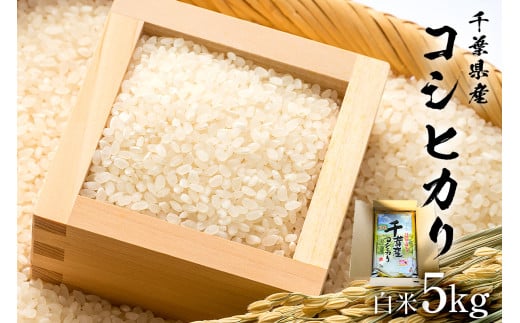 【2025年9月1日以降発送予定】白米 千葉県産こしひかり5kg【2025年産】 mi0068-0001【お米 精米 白米 こしひかり コシヒカリ おにぎり】千葉県南房総市19000米・パン白米