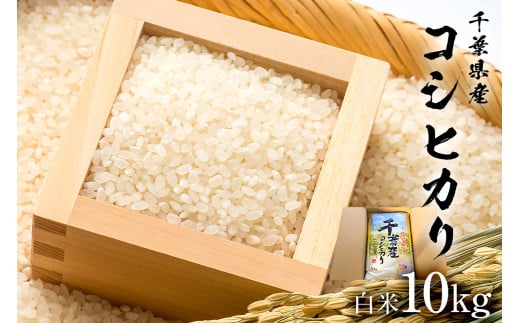 【2025年9月1日以降発送予定】白米 千葉県産こしひかり10kg【2025年産】 mi0068-0002【お米 精米 白米 こしひかり コシヒカリ おにぎり】千葉県南房総市36000米・パン白米