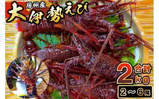 房州産大伊勢えび 約2kg mi0014-0004千葉県南房総市72000魚介・海産物エビ