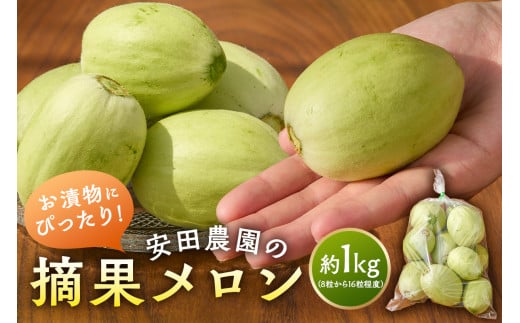 お漬物にぴったり 安田農園の摘果メロン(子メロン)1kg mi0018-0011千葉県南房総市5500果物・フルーツメロン・スイカ