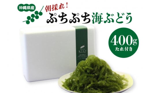 朝採れ! ぷちぷち 海ぶどう 400g 沖縄県産 海ブドウ たれ付き 無着色 沖縄 特産品 沖縄グルメ 海の宝石 海藻 海ぶどう丼 サラダ おつまみ おかず 沖縄料理 常温保存 贈答用 ギフト 産地直送 沖