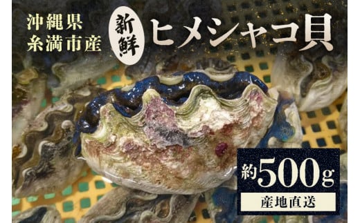 【産地直送】「海人のまち」で水揚げ!新鮮なヒメシャコ貝 約500g 海鮮 貝 シャコ貝 ヒメシャコ貝 刺身 魚介 魚貝 海産物 冷凍 お刺身 産地直送 国産 沖縄 沖縄県産 浜焼き BBQ バーベキュー