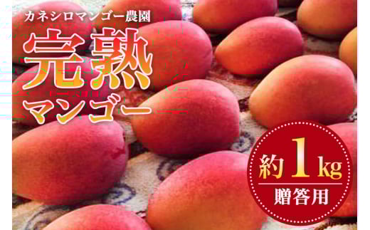 【 先行予約 2026年 発送】カネシロマンゴー農園 完熟マンゴー 贈答用 マンゴー 1kg 沖縄県産 マンゴー  アップルマンゴー アーウィンマンゴー 国産 完熟マンゴー 果物 くだもの フルーツ 完