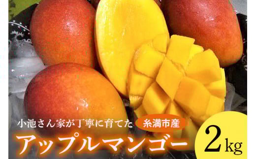 【2026年発送】 小池さん家が丁寧に育てた アップルマンゴー 2kg 沖縄県産 マンゴー アーウィンマンゴー 2キロ 国産 完熟マンゴー 果物 南国 くだもの フルーツ 完熟 夏 旬 沖縄 お取り寄せ 産
