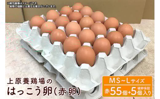 はっこう卵 ( 赤卵 ) MS~L サイズ 55個 +破卵保障5個  サイズ おまかせ 卵 たまご タマゴ 鶏卵 優良醗酵飼料 平飼い ゲージ おいしい 生卵 味卵 煮卵 目玉焼き ゆで卵 キッシュ 朝食 定番  上原養