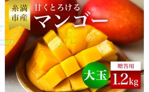 y s\ 2026N  z ˂悵}S[̊ÂƂ낯 }S[ 1.2kg (500g`650g)( p ) Abv}S[ t[c ʕ Mtg ꌧY Y n}S[  Mtg 