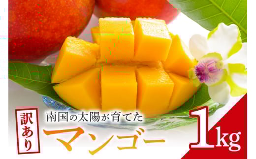 【先行予約 2026年発送】訳ありマンゴー 1kg 沖縄県産 マンゴー 訳あり 1キロ 訳アリ 国産 完熟マンゴー 果物 南国 くだもの フルーツ 完熟 夏 旬 特産品 沖縄 取り寄せ 産地直送 農家直送 甘い