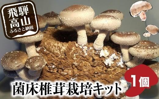 菌床椎茸栽培キット 1個 | しいたけ シイタケ 椎茸 栽培キット 栽培 菌床 しいたけ菌 椎茸菌 夏休み 自由研究 飛騨高山きのこの里 GK003岐阜県高山市5000野菜・きのこきのこ
