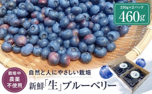 【2026年発送先行受付】治助ファームの北部ハイブッシュブルーベリー「生果実」230g×2パック (栽培中農薬不使用)| ブルーベリー 果物 果実 完熟 フルーツ 飛騨高山 治助ファーム LJ001岐阜