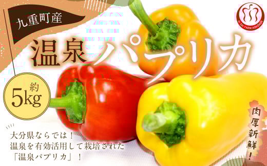 啪dY pvJ 5kg啪d20000؁Ê̑ 