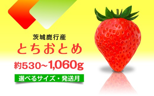 y2z ƂƂ  錧Y 530g`1.06kg yIׂTCYzy1`4z r[Ly[ _ƒ VN  C`S t[c ʕ p Â  ] Yn