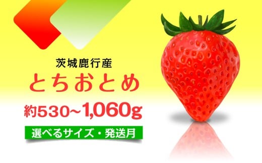 y3z ƂƂ  錧Y 530g`1.06kg yIׂTCYzy1`4z r[Ly[ _ƒ VN  C`S t[c ʕ p Â  ] Yn