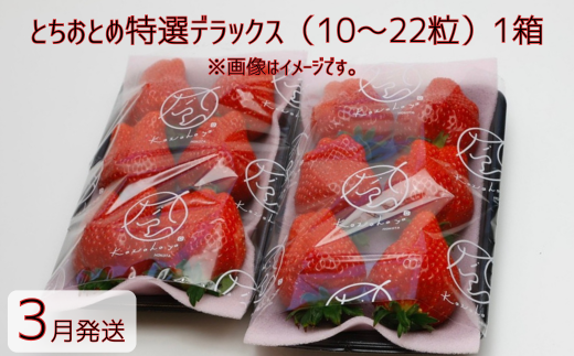 【3月発送】いちご とちおとめ特選デラックス 10〜22粒×1箱(2パック) 苺 イチゴ とちおとめ 選べる 発送月 発送回数 個数 いちご「とちおとめ」風早いちご園 有名ホテル使用 厳選 フルー