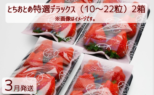 【3月発送】いちご とちおとめ特選デラックス 10〜22粒×2箱(4パック) 苺 イチゴ とちおとめ 選べる 発送月 発送回数 個数 いちご「とちおとめ」風早いちご園 有名ホテル使用 厳選 フルー