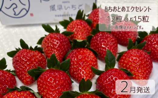 【2月発送】いちご とちおとめエクセレント(12粒or15粒)1箱 苺 イチゴ とちおとめ 選べる 発送月 発送回数 個数 いちご「とちおとめ」風早いちご園 有名ホテル使用 厳選 フルーツ 果物 季