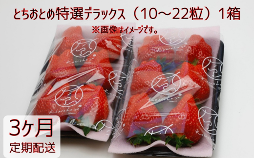 【3ヶ月定期便】いちご 「とちおとめ特選デラックス」1箱/10〜22粒入×3回 苺 イチゴ とちおとめ 選べる 発送月 発送回数 個数 いちご「とちおとめ」風早いちご園 有名ホテル使用 厳選 フル