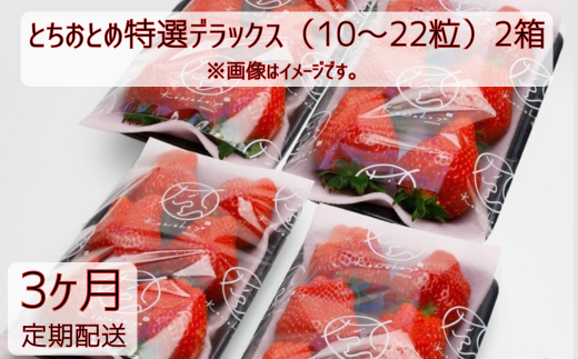 【3ヶ月定期便】いちご「とちおとめ特選デラックス」2箱×10〜22粒入 3回 苺 イチゴ とちおとめ 選べる 発送月 発送回数 個数 いちご「とちおとめ」風早いちご園 有名ホテル使用 厳選 フル
