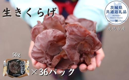 生きくらげ 50g×36パック(茨城県共通返礼品/鹿嶋市産)茨城県鉾田市17000野菜・きのこきのこ