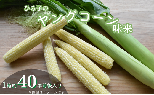ひろ子のヤングコーン(味来) 約40本前後入り1箱茨城県鉾田市14500野菜・きのことうもろこし