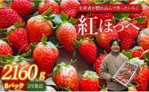 【2月発送】紅ほっぺ/270g×8パック(4パック入り2箱)茨城県鉾田市20000果物・フルーツいちご