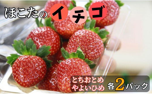 JAほこた なだろう いちご(とちおとめ×2パック)(やよいひめ×2パック)茨城県鉾田市17000果物・フルーツいちご