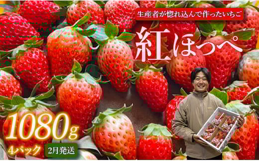 【2月発送】紅ほっぺ/270g×4パック(4パック入り1箱)茨城県鉾田市12500果物・フルーツいちご