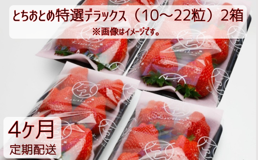【4ヶ月定期便】いちご とちおとめ特選デラックス(10〜22粒)2箱×4回 苺 イチゴ とちおとめ 選べる 発送月 発送回数 個数 いちご「とちおとめ」風早いちご園 有名ホテル使用 厳選 フルーツ