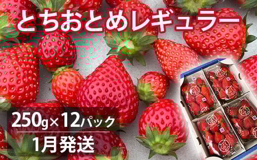 【1月発送】いちご とちおとめレギュラー 250g×12パック 苺 イチゴ とちおとめ 選べる 発送月 発送回数 個数 いちご「とちおとめ」風早いちご園 有名ホテル使用 厳選 フルーツ 果物 季節限定