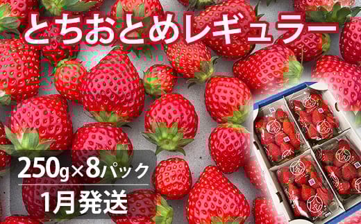 【1月発送】いちご とちおとめレギュラー 250g×8パック 苺 イチゴ とちおとめ 選べる 発送月 発送回数 個数 いちご「とちおとめ」風早いちご園 有名ホテル使用 厳選 フルーツ 果物 季節限定
