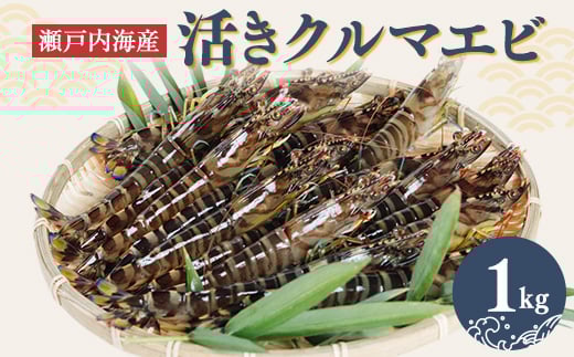 2026年1月発送:活きクルマエビ 1kg【1052791】山口県柳井市30000魚介・海産物エビ