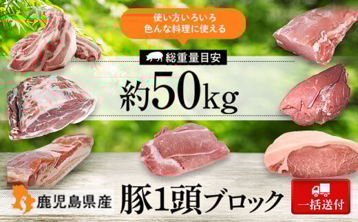 G05031 <一括送付>鹿児島県産豚1頭ブロックセット(6箱・総量約50kg前後) 肝付町 特産品 豚肉 肉ロース 肩ロース バラ ウデ モモ ヒレ スペアリブ 鹿児島 【大将食品】鹿児島県肝付町300000肉豚