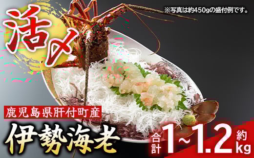D47002 yYⓀz̕tVYYɐCV()̎hg(1`1.2kg)  ɐGr ɐCV ɐ  CZGr hg CY  YyԌz̕t70000E