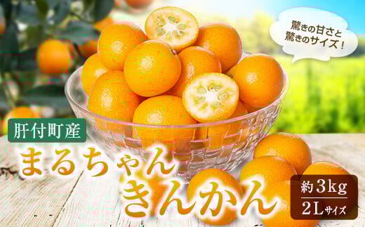 A68003 <先行受付>肝付町産完熟まるちゃんきんかん(約3kg)鹿児島 国産 きんかん キンカン 金柑 大粒 きんかん 生食 果物 フルーツ 贈答 ギフト 国産【丸山果樹園】鹿児島県肝付町10000果物・
