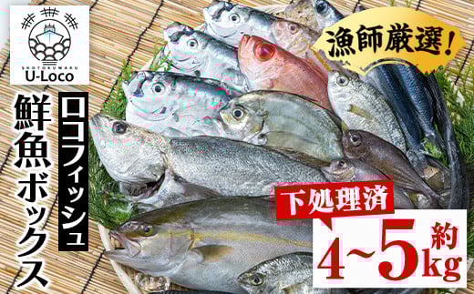 A78004 漁師厳選!ロコフィッシュ(地魚) 下処理済 鮮魚 ボックス(約4〜5kg)【エコ包装】 地魚 魚 お魚 冷蔵 生もの 加工品 未利用魚 低利用魚 焼き魚 焼魚 刺し身 刺身 煮魚 届くまでのお楽しみ