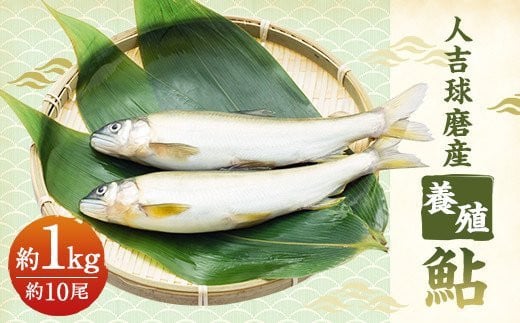 人吉球磨産 養殖鮎 冷凍 約1kg熊本県人吉市14000魚介・海産物鮮魚