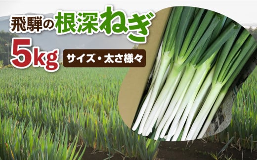 《数量限定!特別寄附額にてご案内》 訳あり 飛騨の根深ねぎ 5kg 薬味からお鍋までおすすめ!白ねぎ 白ネギ サイズ・太さ様々 不揃い 訳アリ ワケアリ 野菜 産地直送 国産 syun84岐阜県飛騨