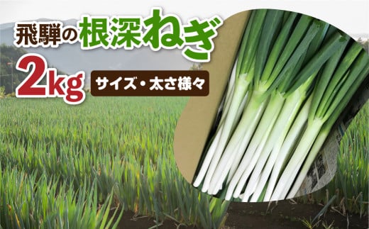 《令和7年産先行予約》 訳あり 飛騨の根深ねぎ 2kg 薬味からお鍋までおすすめ!白ねぎ 白ネギ サイズ・太さ様々 不揃い 訳アリ ワケアリ 野菜 産地直送 国産 syun86岐阜県飛騨市10000野菜・き