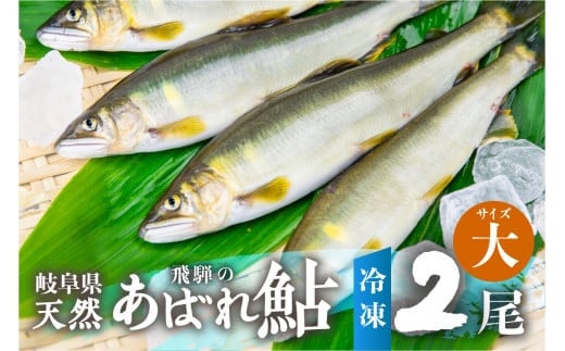 《先行予約》2025年産 飛騨 天然鮎 大サイズ 2尾 天然 アユ 鮎 岐阜県 室田名人 宮川下流 飛騨のあばれ鮎 高級料亭御用達 急速冷凍 冷凍 あゆ 魚 天然 川魚 10000円 1万円岐阜県飛騨市10000魚介・