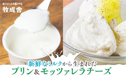牛乳屋さんのつくるミルクの自然なおいしさを詰め込んだ ミルクプリン12個&モッツァレラチーズ3個  冷蔵発送 冷凍発送 乳製品 バラエティセット  牧成舎岐阜県飛騨市15000菓子・スイーツ