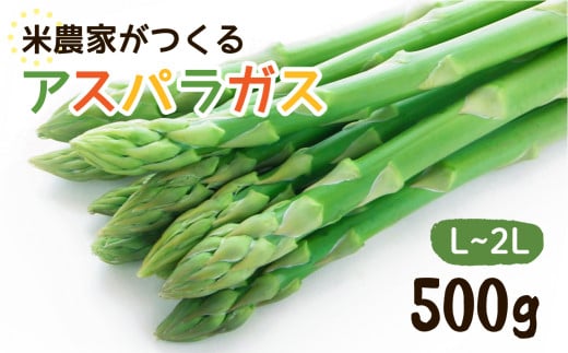 数量限定《先行予約》令和8年産 6月下旬〜順次発送 米 農家がつくる! 水にこだわった朝採れアスパラガス L~2L 500g 野菜 春野菜 夏野菜 アスパラ 朝採れ 訳あり わけあり 不揃い お米 農家 池