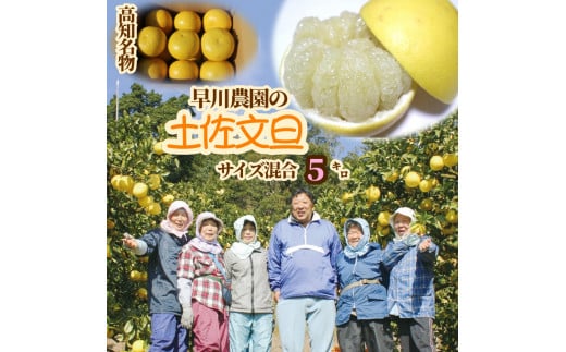 【R8年発送】早川農園の土佐文旦(5kg) 柑橘 フルーツ みかん ミカン 果物 果実 5キロ ザボン ぶんたん ブンタン おやつ デザート 甘い 美味しい ギフト 土佐 名物 国産【R00345】高知県土佐