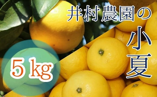 R8.4月中旬以降発送 ご贈答◎ ギフト◎ 小夏 5kg 5キロ 日向夏 みかん ミカン 柑橘 フルーツ こなつ コナツ ニューサマーオレンジ おやつ デザート 美味しい おいしい 国産 プレゼント 井村