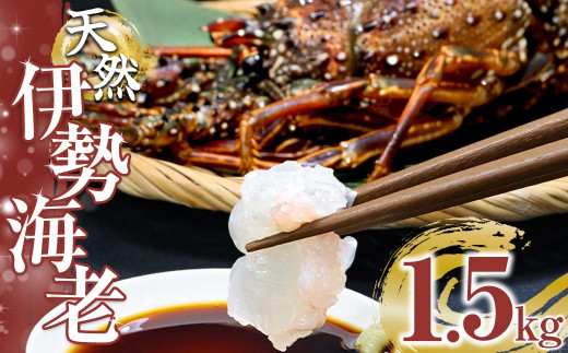 天然伊勢海老1.5kg(サイズ・匹数おまかせ)甲殻類 エビ アウトドア キャンプ 海鮮BBQ【R00676】高知県土佐清水市40000魚介・海産物エビ