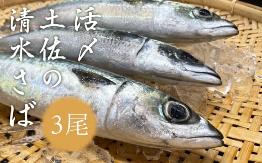 活〆土佐の清水さば(3尾) ブランドゴマサバ  鯖 鮮魚 刺身 直送【R00458】高知県土佐清水市19000魚介・海産物鮮魚