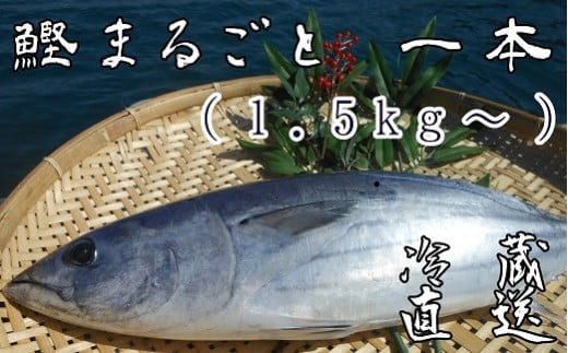 本場高知のカツオ まるごと1本(1.5kg〜)鮮魚 直送 一匹 ※着日指定不可※鰹のたたき 刺身 お造り 海鮮 魚 煮魚 直送便 冷蔵 配送【R00832】高知県土佐清水市16000魚介・海産物鮮魚