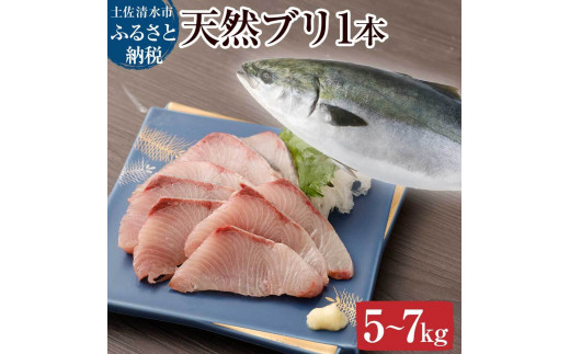 天然ブリ1本(5kg〜)ぶり 鰤 鮮魚 直送 一匹 下処理なし まるごと直送便【令和8年3月以降発送※着日指定不可】刺身 たたき ぶりしゃぶ 大根 ぶり 1本 1匹 1尾 天然ブリ 冷蔵【R01211】高知県土