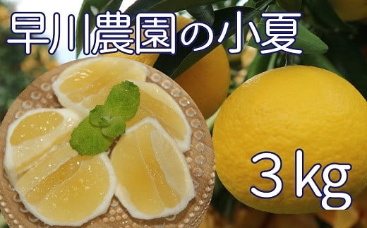 【令和8年発送】 早川農園の足摺小夏(3kg) 日向夏 みかん ミカン 果物 果実 柑橘 フルーツ こなつ ニューサマーオレンジ デザート 美味しい ギフト 贈答 国産 10000円 1万円【R00191】高