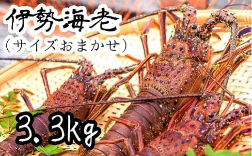 【先行受付】伊勢海老3.3kg(サイズおまかせ高知県産)※着日指定不可※エビ 甲殻類 海鮮BBQ アウトドア キャンプ お祝い【R00730】高知県土佐清水市130000魚介・海産物エビ