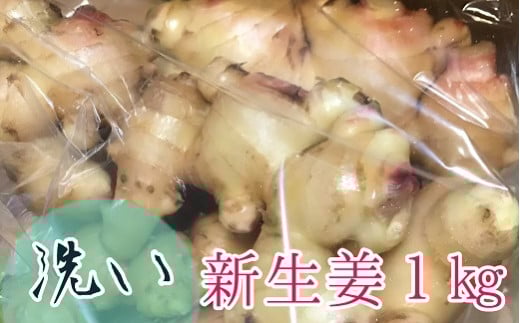 【先行受付】自然農 新生姜1kg(洗いショウガ)皮まで食べられる 甘酢漬け ガリ 農薬肥料不使用 レシピ付き【R00248】高知県土佐清水市13000野菜・きのこその他 野菜